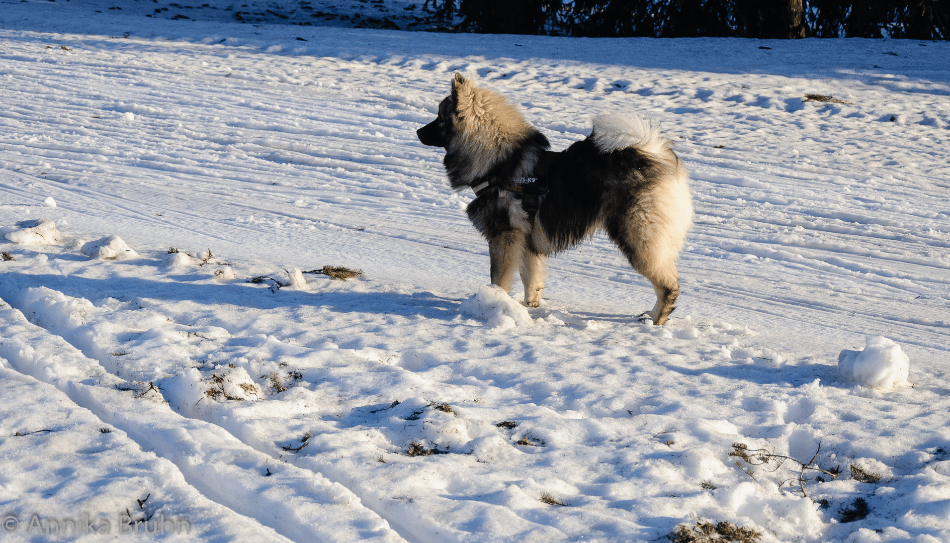 Q im Schnee